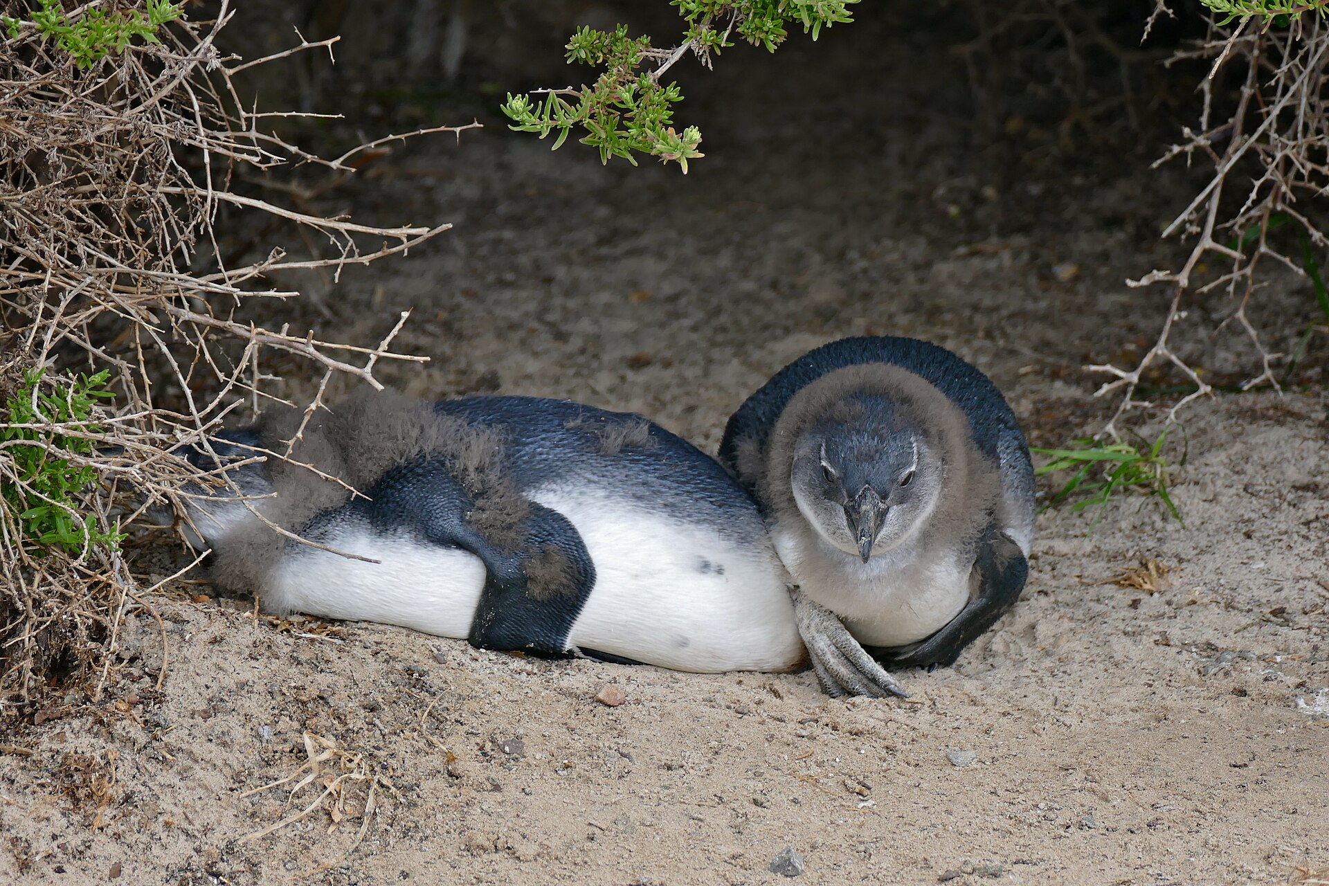 Simon's Town penguins boardwalk