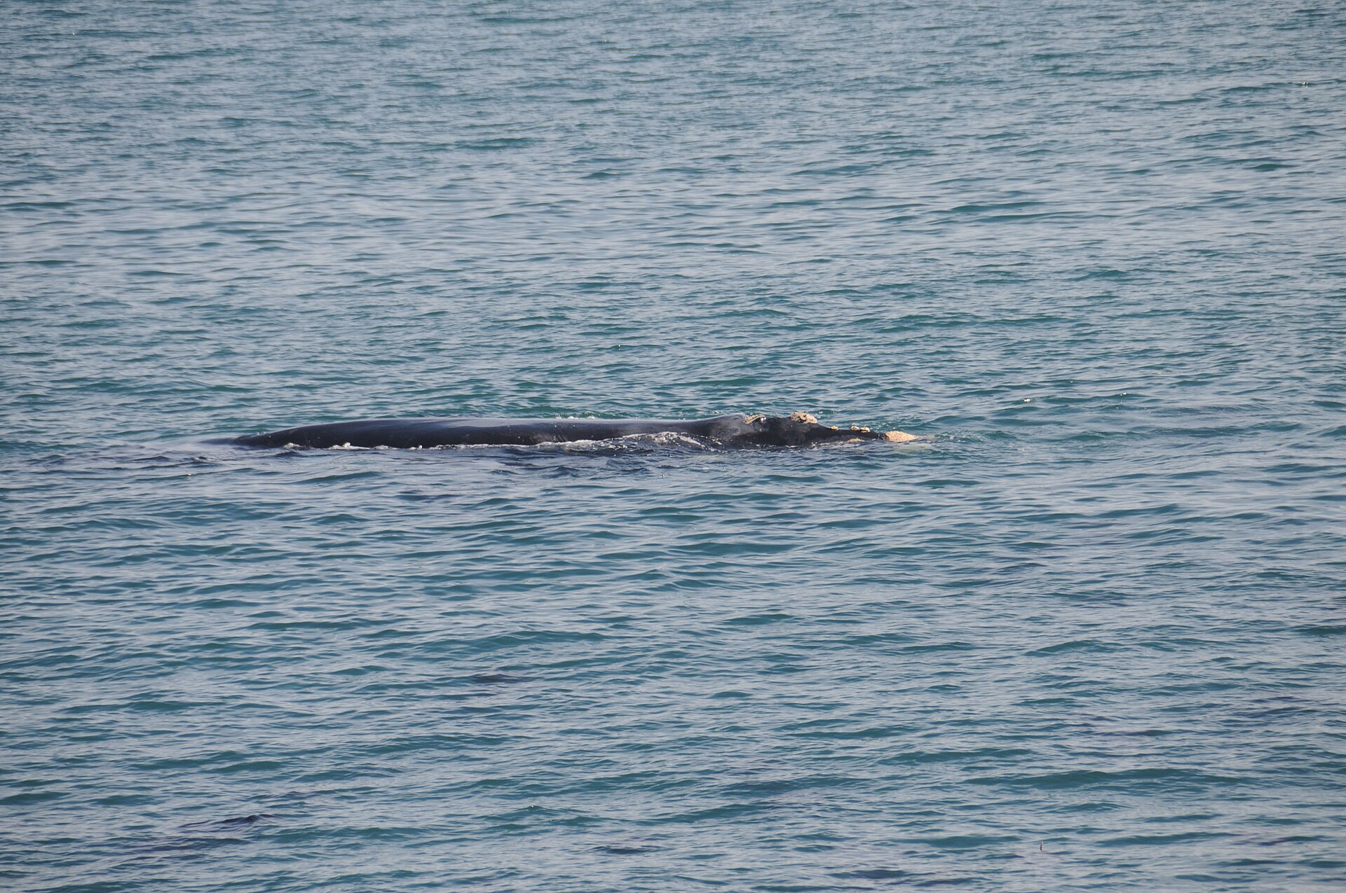 southern right whale South Africa