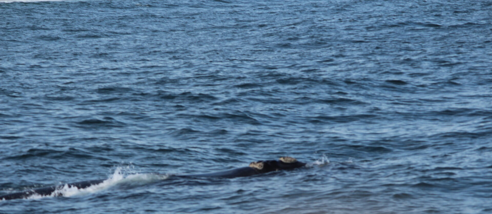 Hermanus whale watching coast