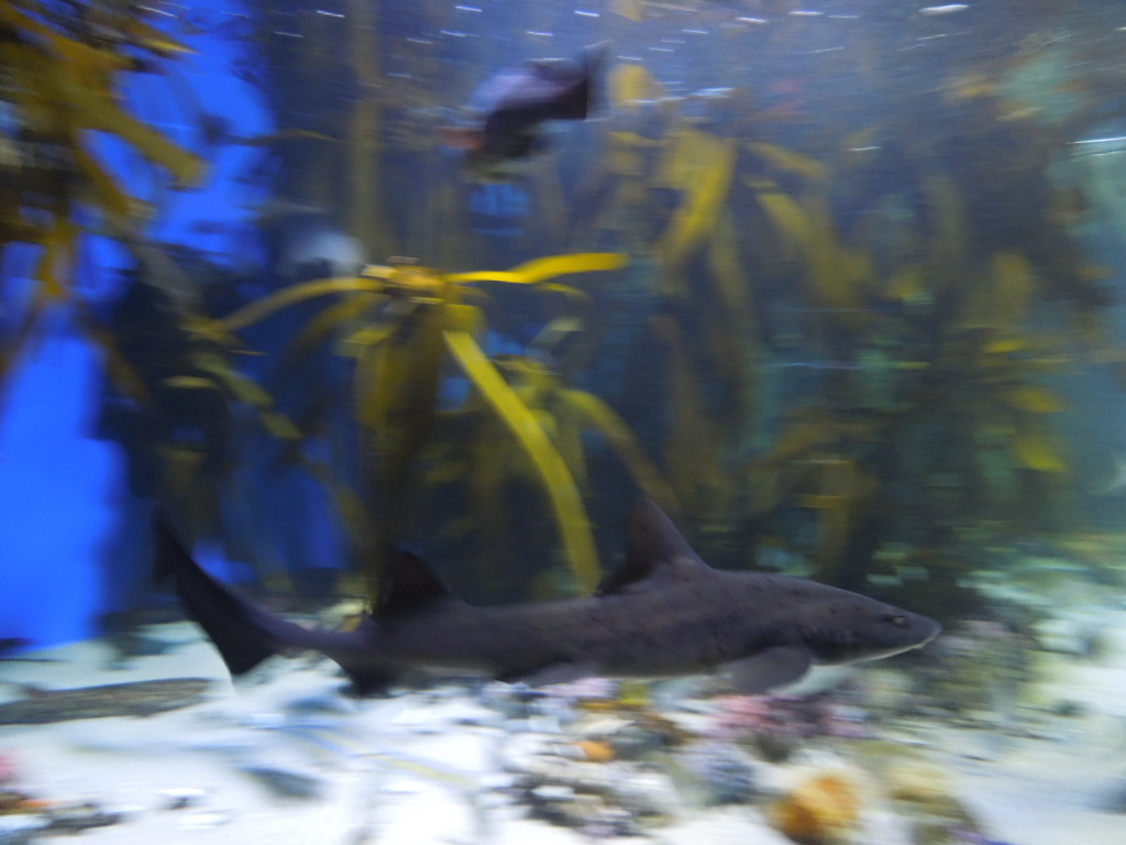 Two Oceans Aquarium Cape Town