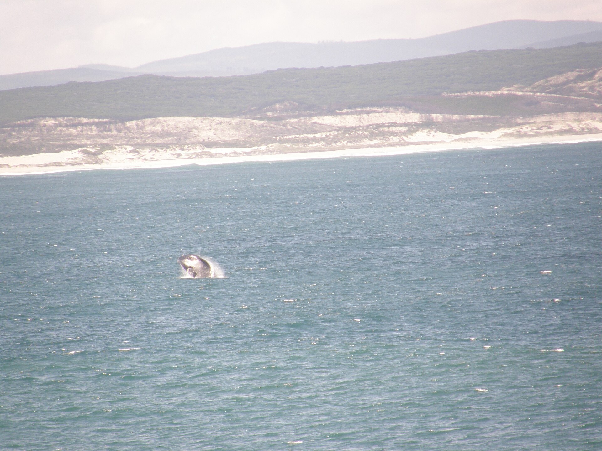 Hermanus whale watching