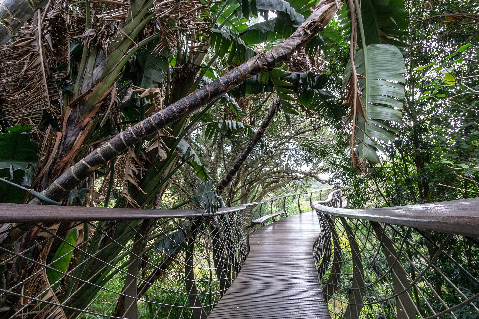 Kirstenbosch Botanical Garden canopy walkway