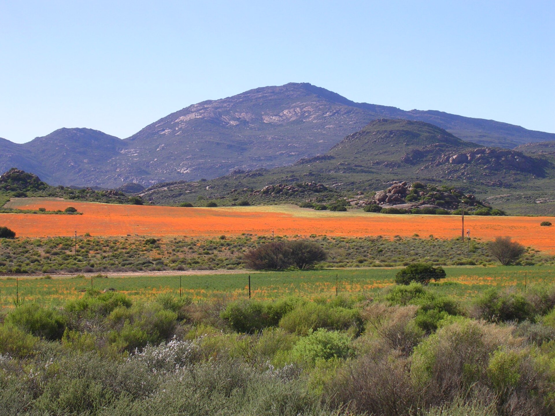 Namaqualand wildflowers
