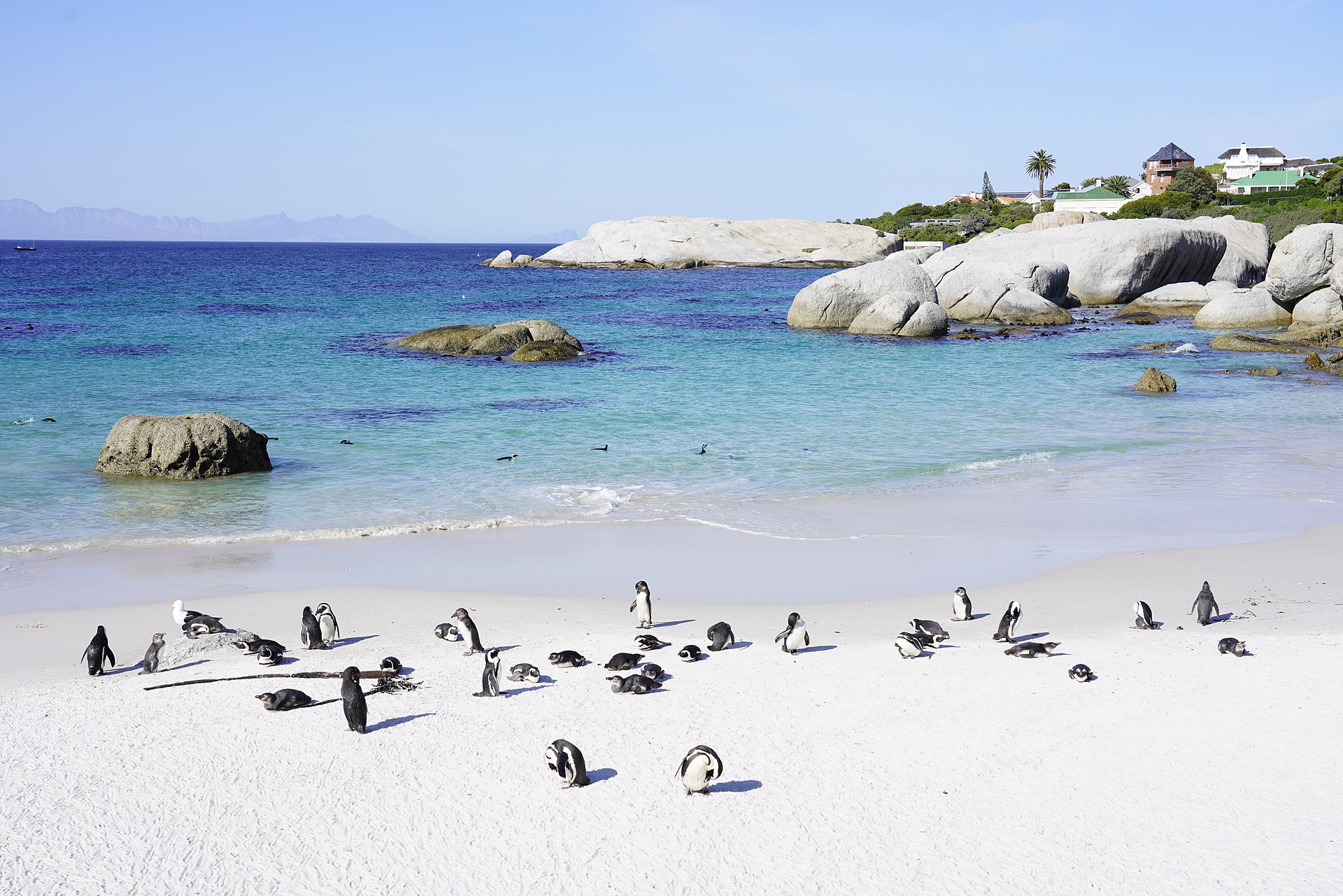 Boulders Beach penguins