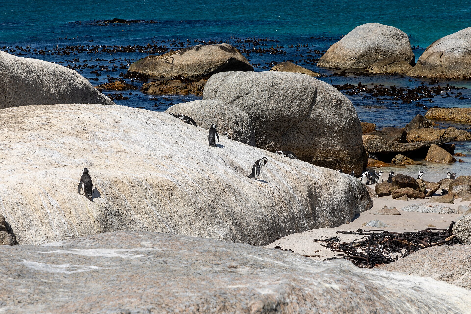 Boulders Beach African penguins