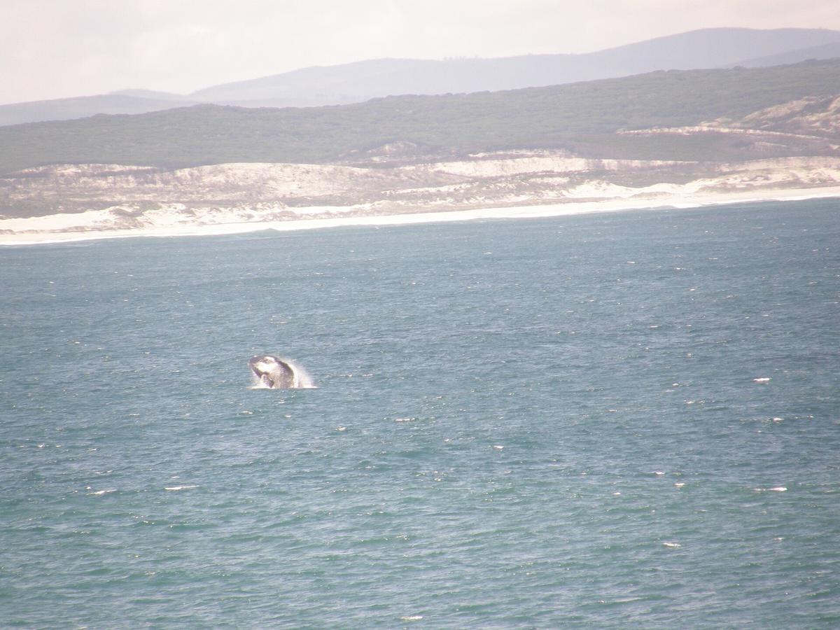 Hermanus whale watching