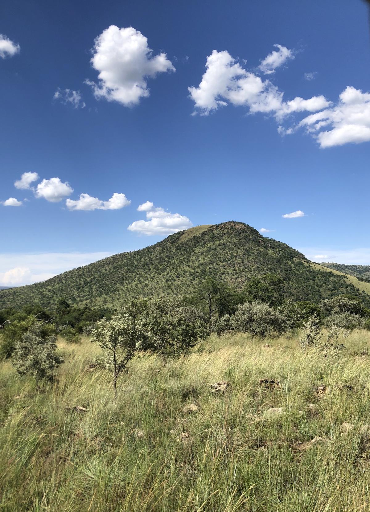 South Africa safari landscape