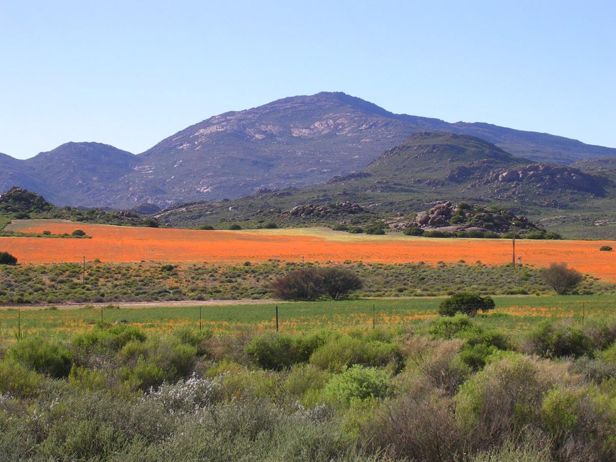 Namaqualand wildflowers