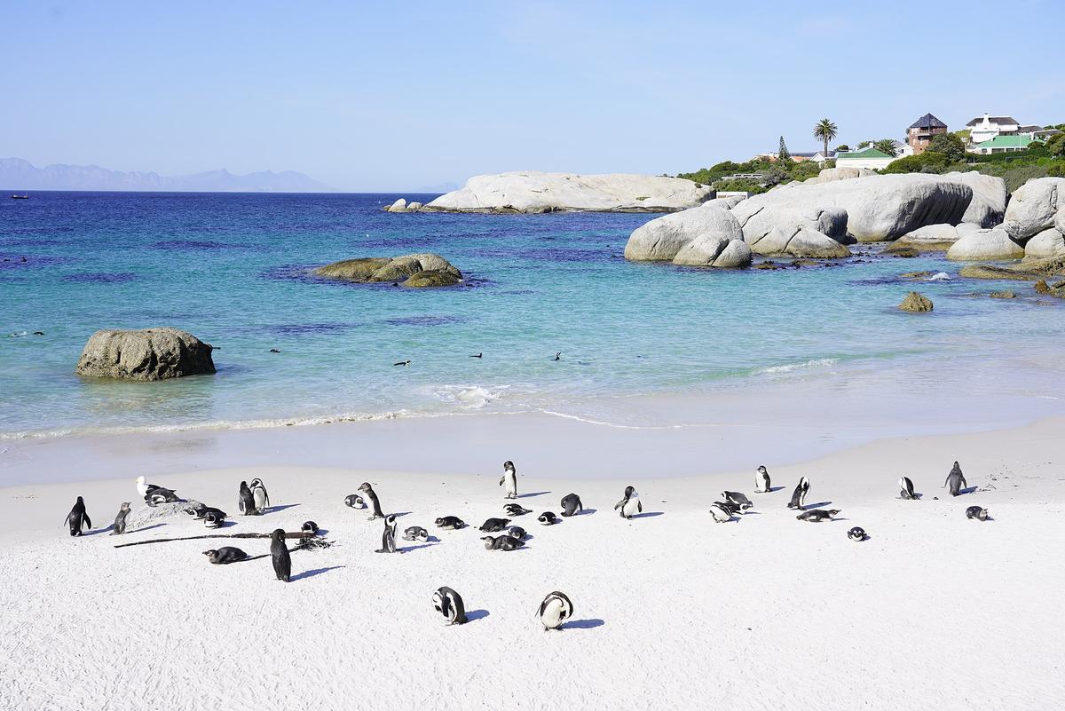Boulders Beach penguins